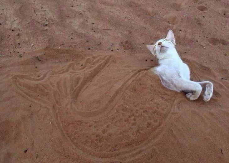 Cute Animals cat on the beach