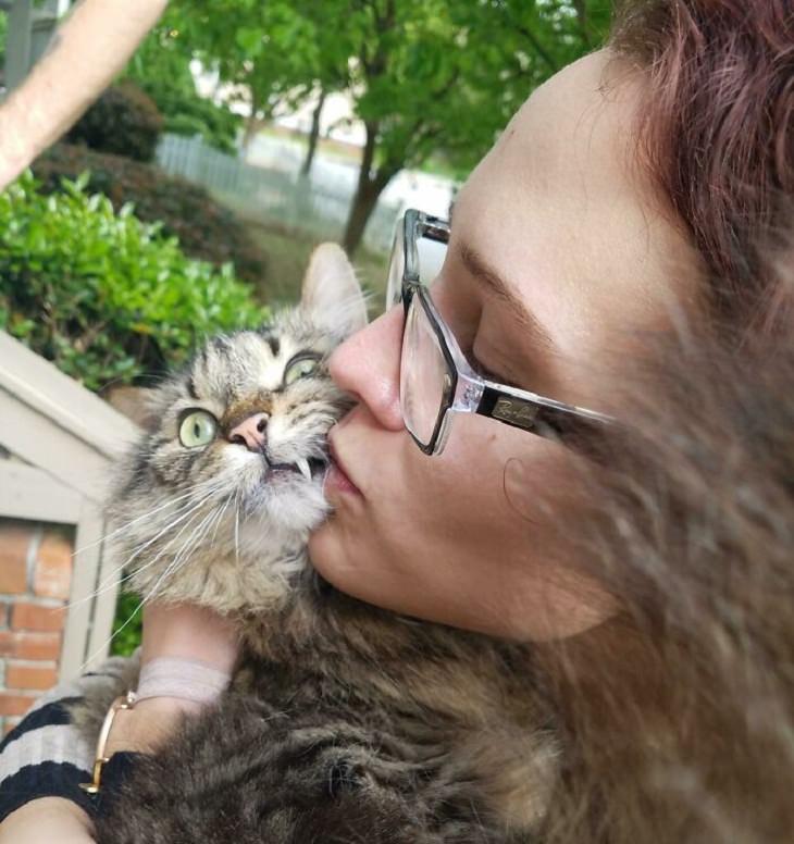 Funny cats, kiss