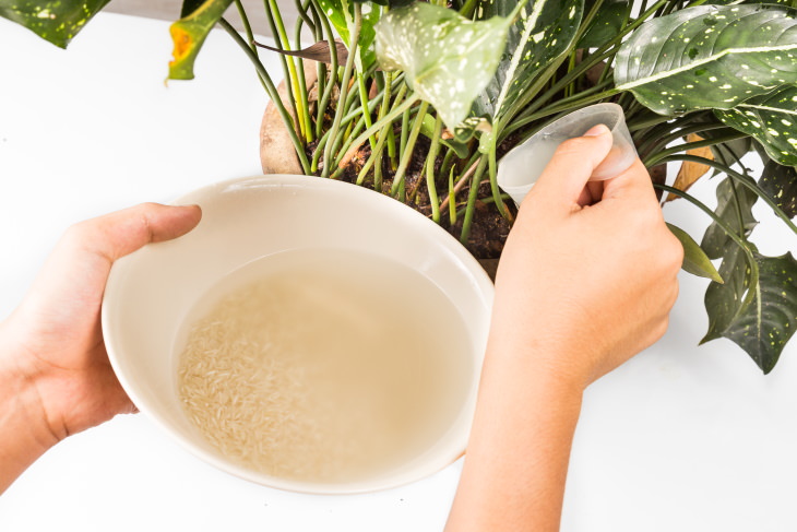 Rice Water Uses Watering plants