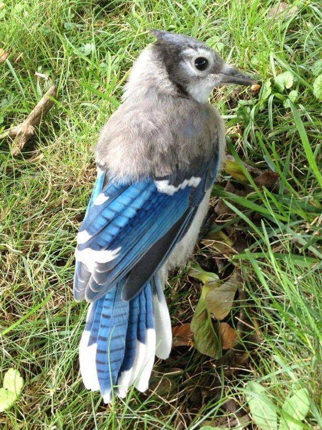Confusing items blue jay 