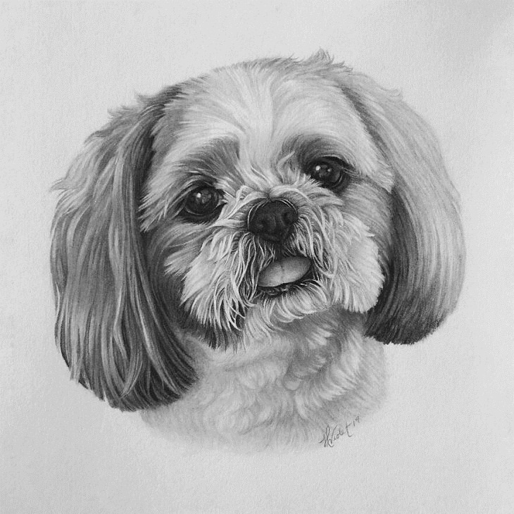 Hyper-Realistic Animal Sketches, puppy