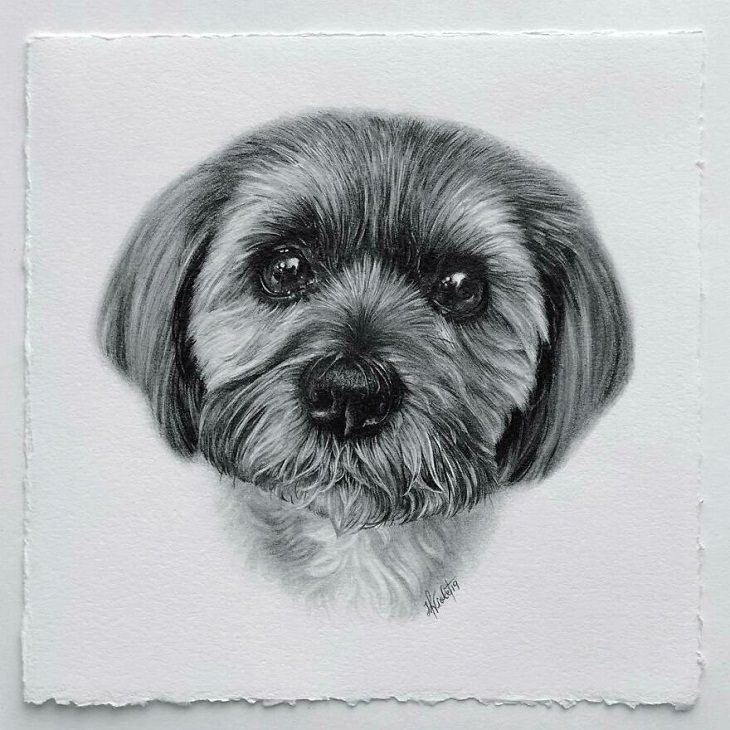 Hyper-Realistic Animal Sketches, drawing pencil, dog