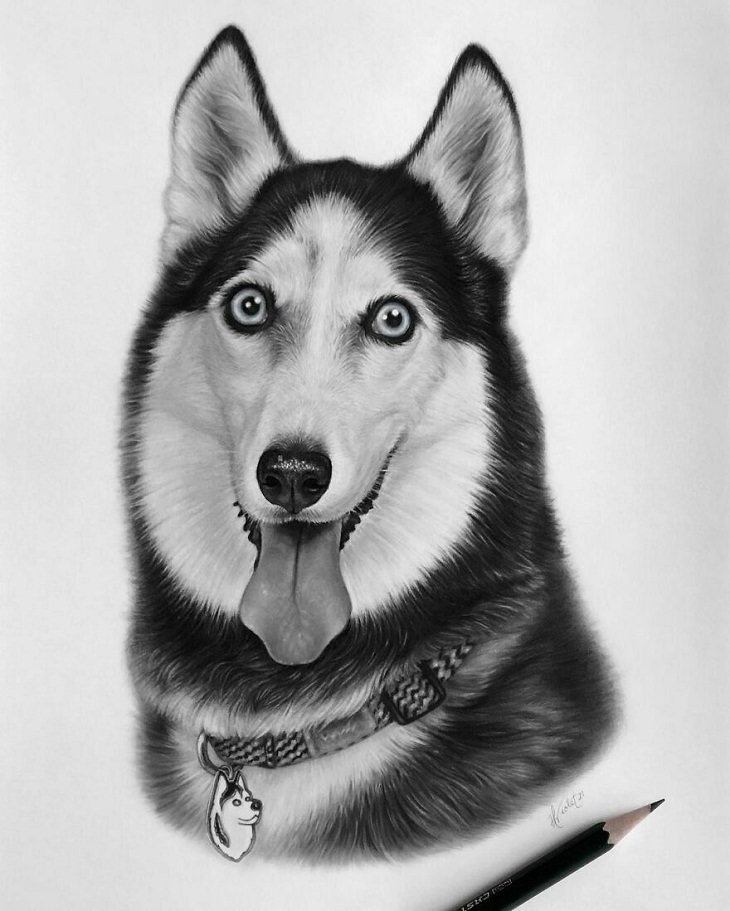 Hyper-Realistic Animal Sketches, husky
