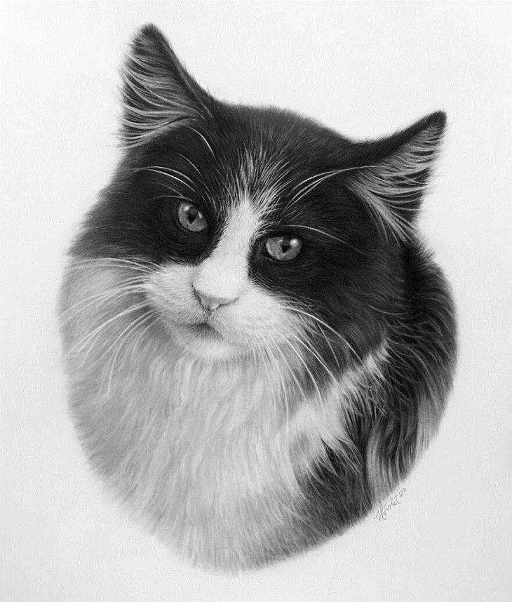 Hyper-Realistic Animal Sketches, cat