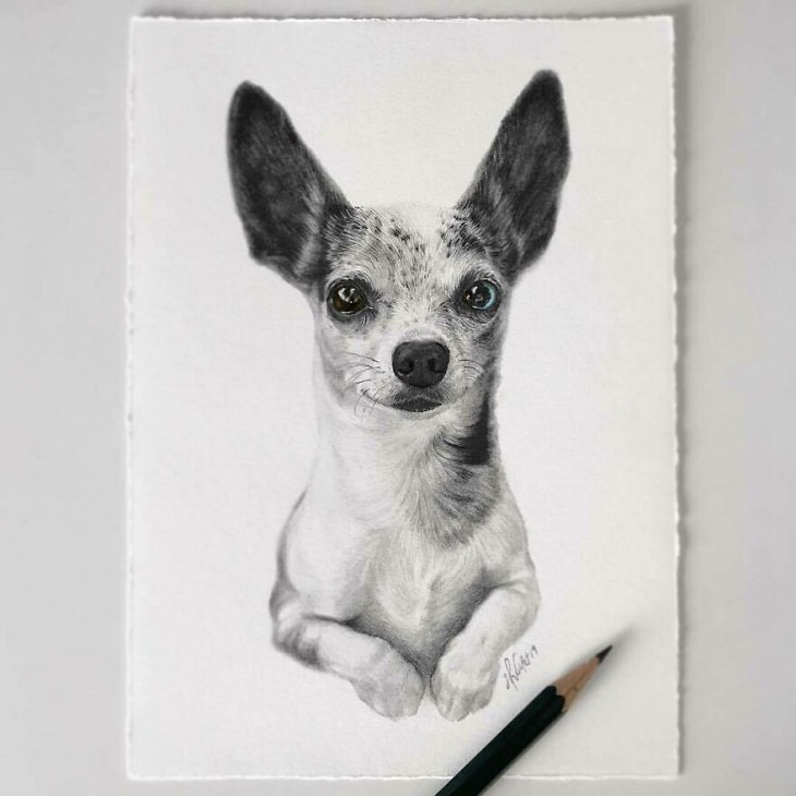 Hyper-Realistic Animal Sketches, Chihuahua