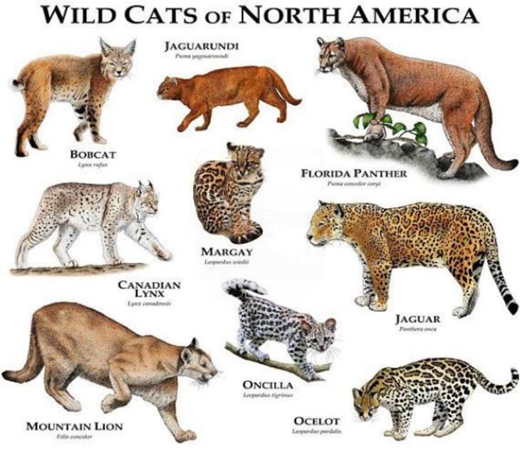 Cool Charts wild cats of north america