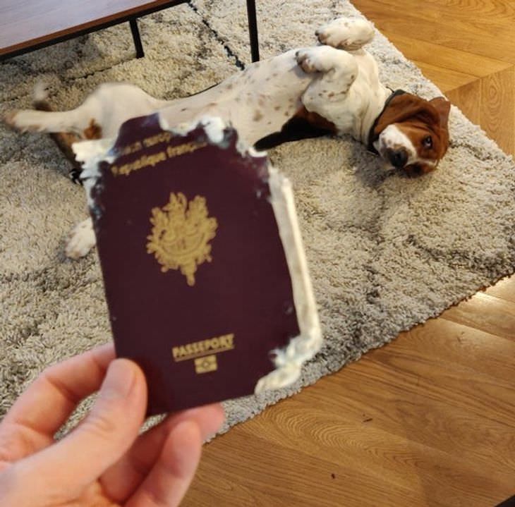 Funny and Relatable Photos of Bad Days dog chew passport