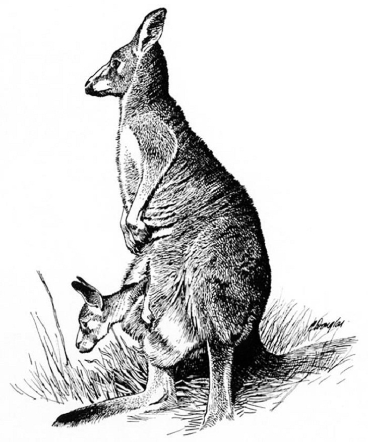 Little-Known Facts,Kangaroos