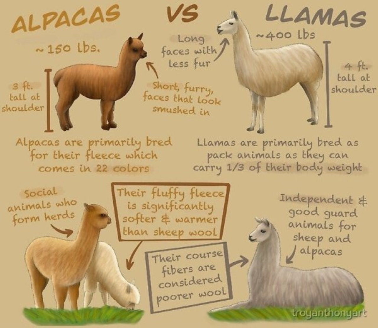 Applewood lane alpacas