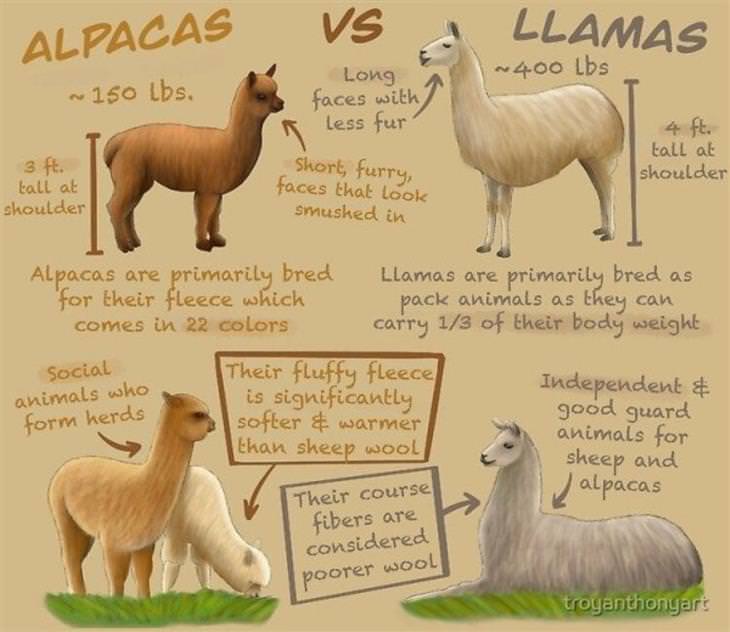 Cool Charts alpacas vs llamas