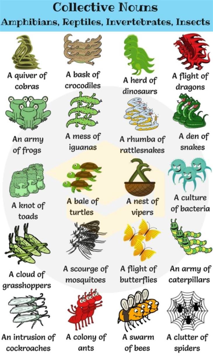 Cool Charts collective nouns