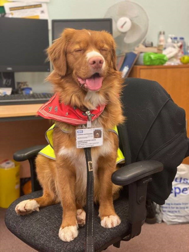 Service Dogs Chewie