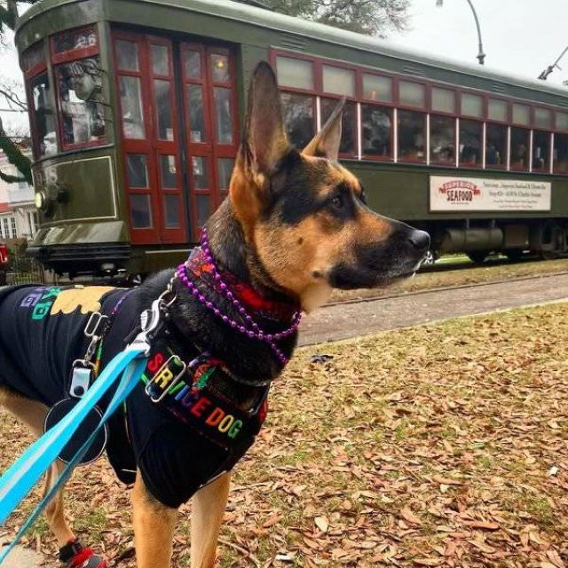 Service Dogs Mardi Gras