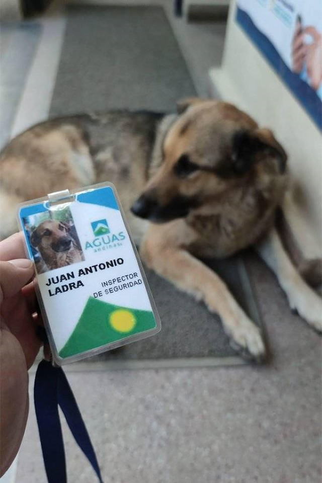 Service Dogs  Juan Antonio