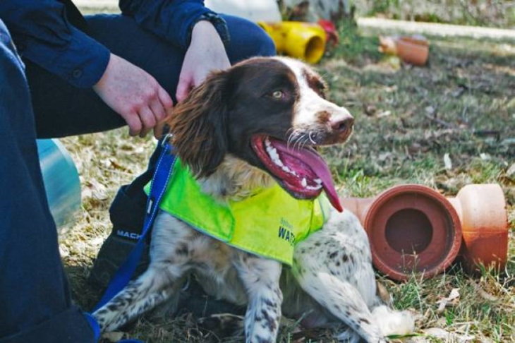 Service Dogs Joey