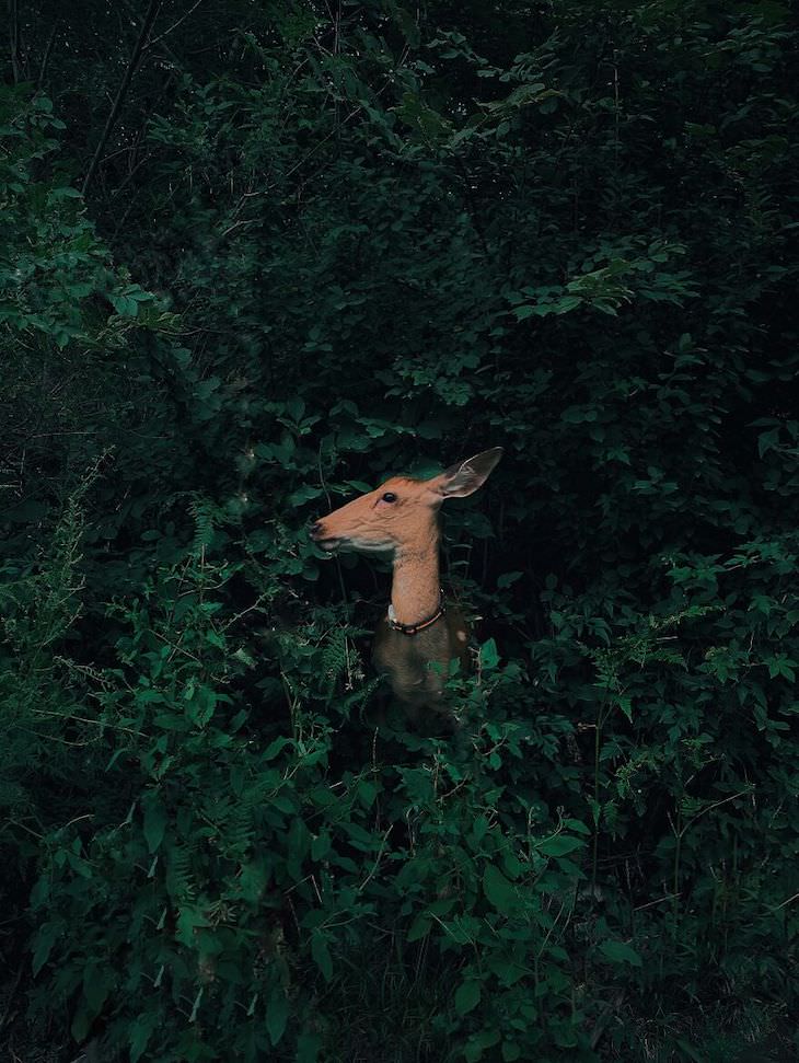Stunning Winners of the Mobile Photography Awards Nature & Wildlife, 1st Place: Deer Hidden In The Forest by Jian Cui