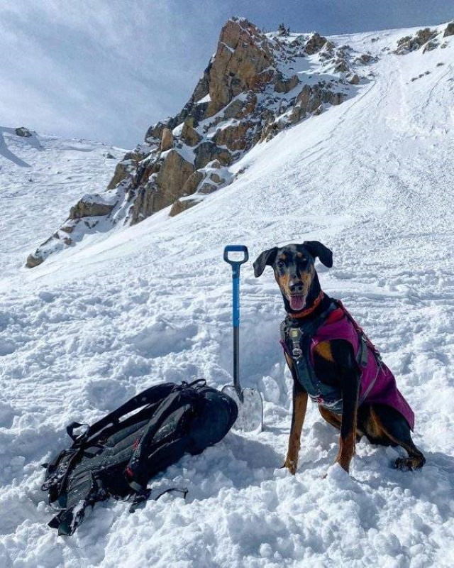 Service Dogs Emma