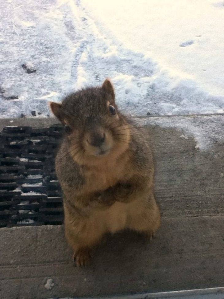Pets needing attention, squirrell 