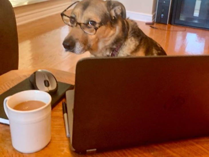 Service Dogs dog at laptop