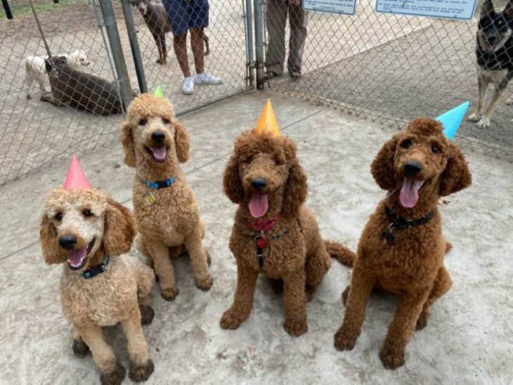 Service Dogs "Birthday Party Service dogs in training."