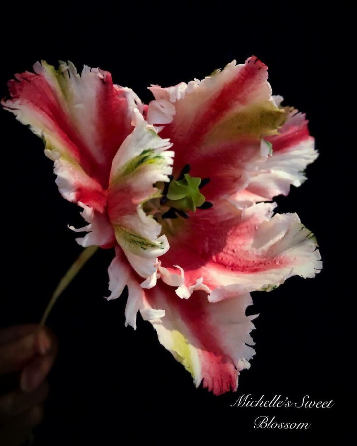 Michelle Nguyen sugar flowers