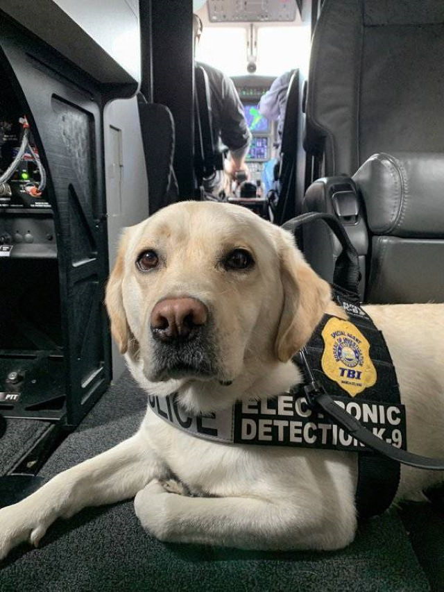 Service Dogs Zeus