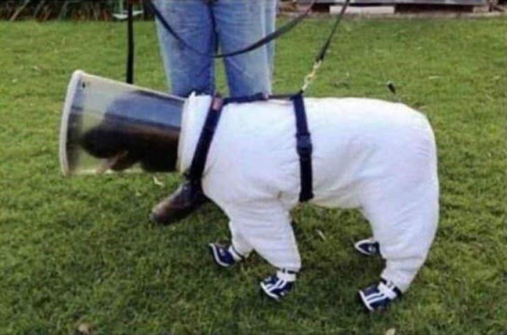 Service Dogs beekeeping dog