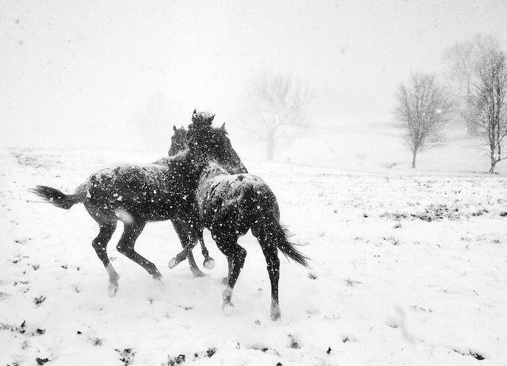 Stunning Winners of the Mobile Photography Awards Black & White, 1st Place: Horse Play By Alessandra Manzotti