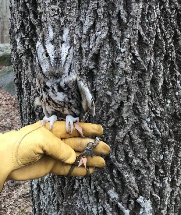 Anomalies of Mother Nature, owl 