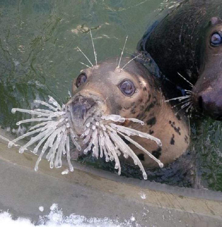 Anomalies of Mother Nature, seals