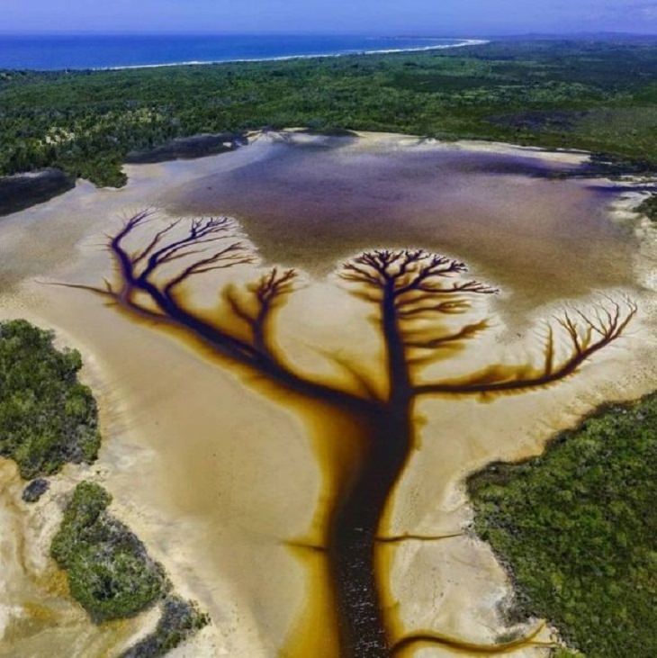 Anomalies of Mother Nature, tea tree lake