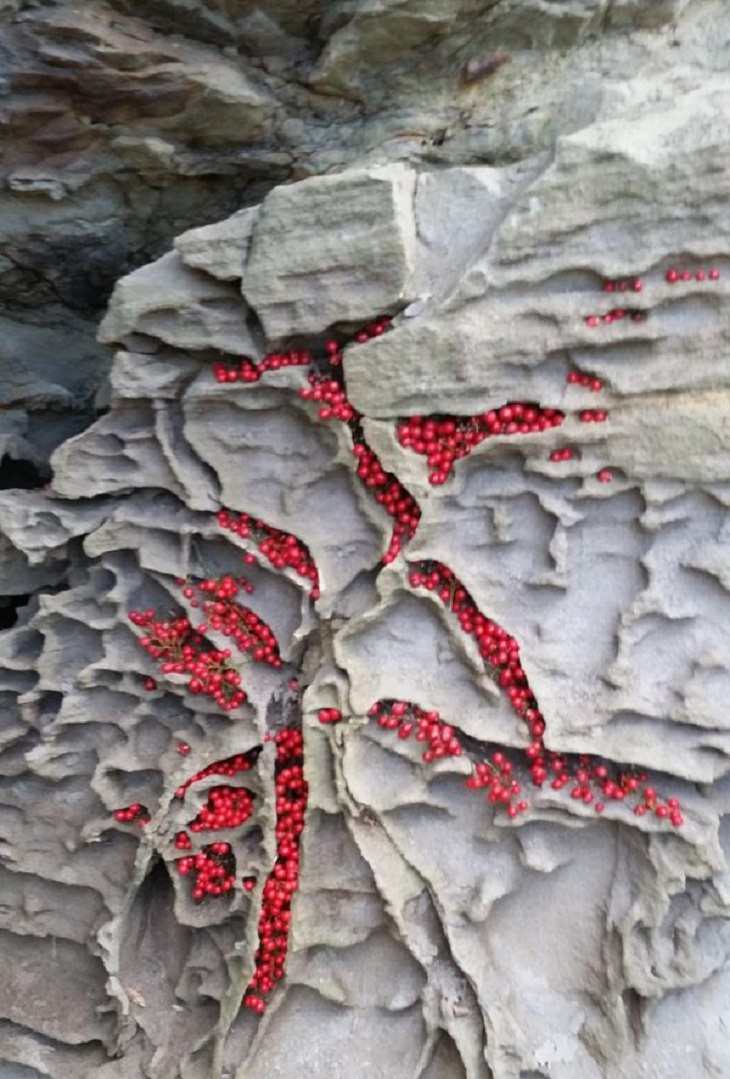 Anomalies of Mother Nature, berries 