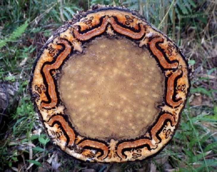 Anomalies of Mother Nature, Flying Spider-monkey Tree Fern