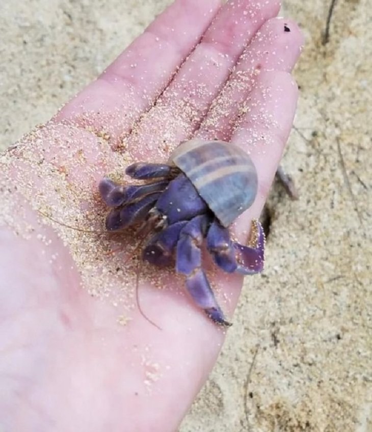Anomalies of Mother Nature, hermit crab