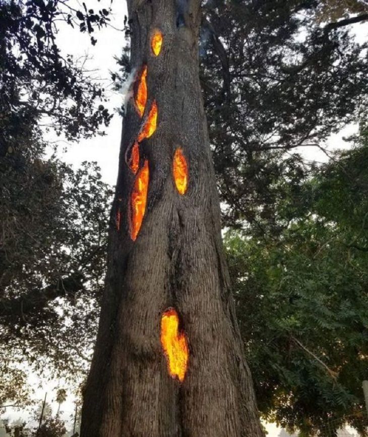 Anomalies of Mother Nature, tree 