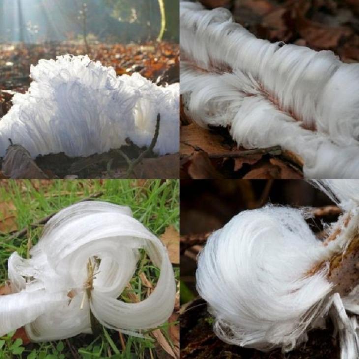 Anomalies of Mother Nature, Hair ice