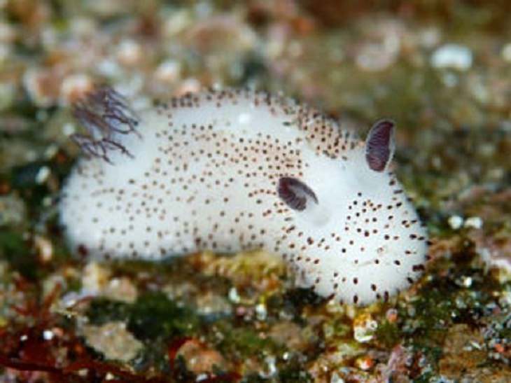 Anomalies of Mother Nature, a sea slug 