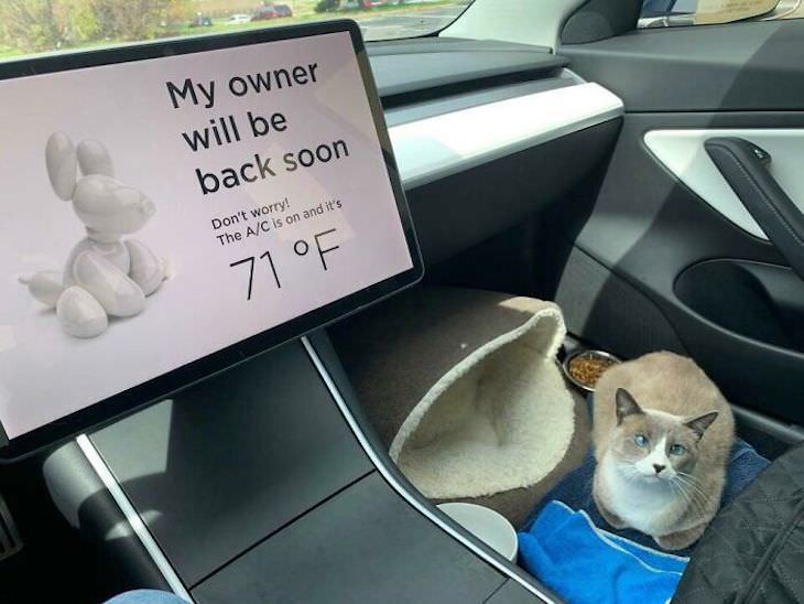 Cleverly Designed Products That Make Life Easier sign for pet owners in Tesla