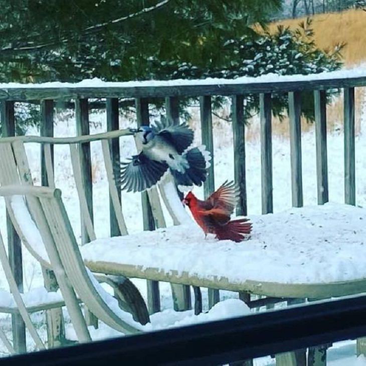 Perfectly-Timed Shots, birds