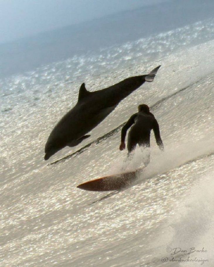 Perfectly-Timed Shots, dolphin
