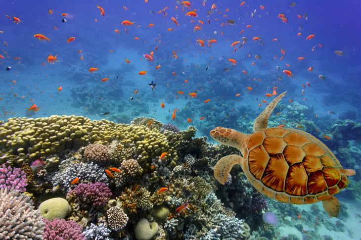 Coral Reefs Raja Ampat Reef, Indonesia