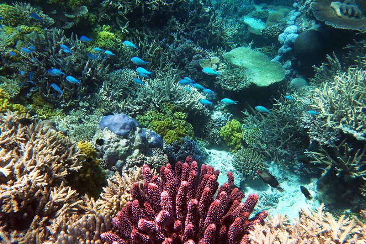 Coral Reefs Taveuni Rainbow Reef, Fiji