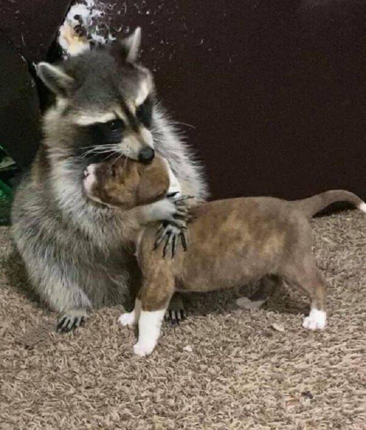 Cute & Funny Animal Pics, raccoon 