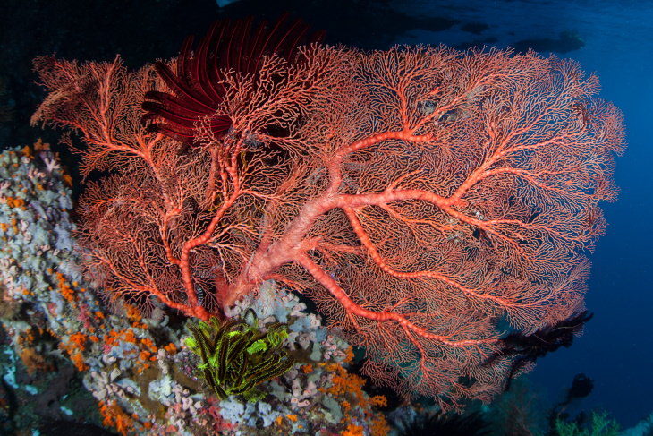 Coral Reefs Bonaire Reef, Dutch Caribbean