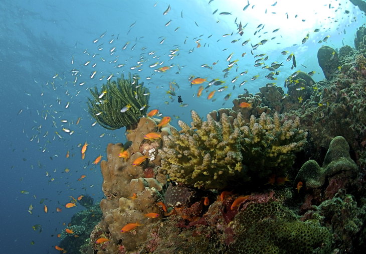 Coral Reefs Andaman Sea Reefs, India