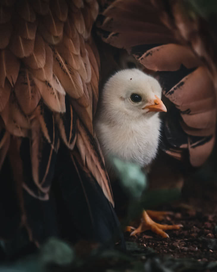 Award Winning Images of Nature and Wildlife Childhood Days by Alvis Lazarus