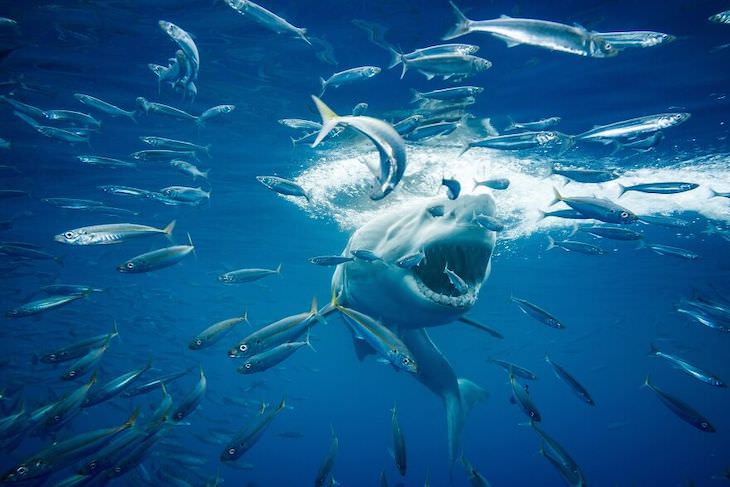 Award Winning Images of Nature and Wildlife Great White by Brice Weaver