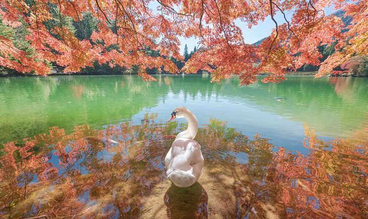 Award Winning Images of Nature and Wildlife Beauty Looking Back by Asuka Inukai