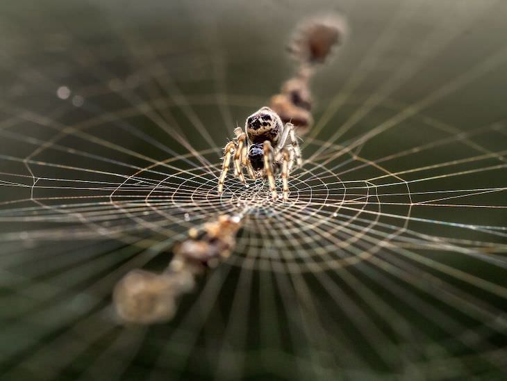 Award Winning Images of Nature and Wildlife Netizens In The Wild by Catherine Kaling Leung