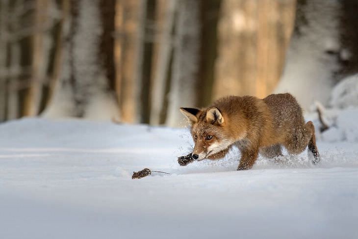 Award Winning Images of Nature and Wildlife Little Red Hunter by Lucia Drietomská